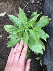 Scaevola gaudichaudiana