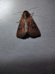 Perigea lineata