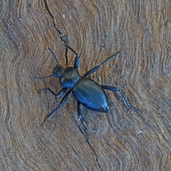 Coelocnemis dilaticollis