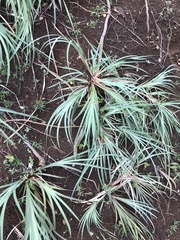 Machaerina mariscoides