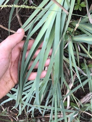 Machaerina mariscoides