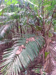 Bactris major