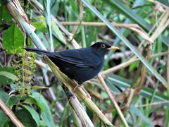 Turdus serranus
