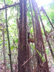 Bactris major