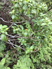 Psychotria mariniana
