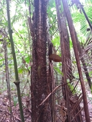 Bactris major