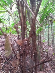 Bactris major
