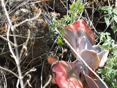 Gibbiflorae