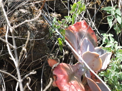 Gibbiflorae