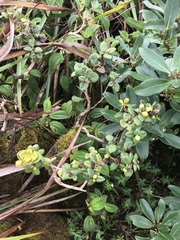 Metrosideros rugosa