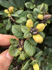 Metrosideros rugosa