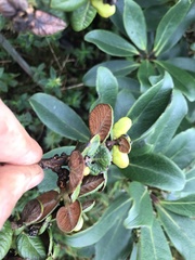 Metrosideros rugosa