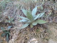 Agave salmiana crassispina