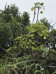 Cheirodendron platyphyllum