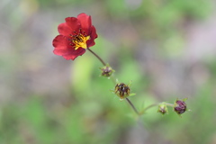 Potentilla thurberi