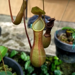 Nepenthes alata × ventricosa