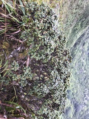 Metrosideros rugosa
