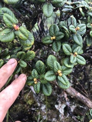 Metrosideros rugosa