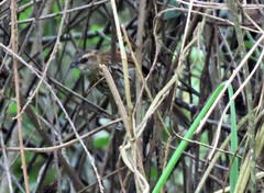 Synallaxis cinnamomea