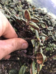 Metrosideros rugosa
