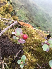 Vaccinium dentatum