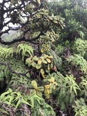 Metrosideros rugosa