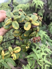 Metrosideros rugosa