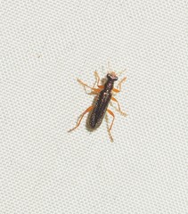 Lemidia