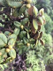 Metrosideros rugosa