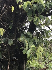 Antidesma platyphyllum