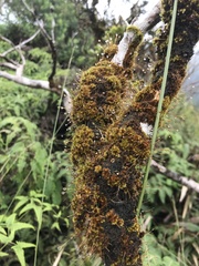 Macromitrium microstomum