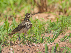 Pinarocorys nigricans