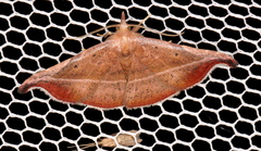 Corgatha ancistrodes