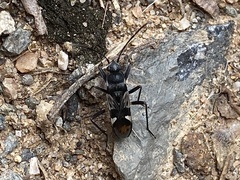 Dieuches maculicollis