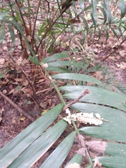 Bactris major