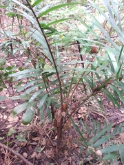 Bactris major