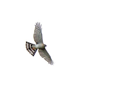 Accipiter ovampensis