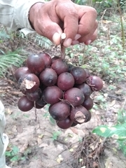 Bactris major