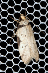 Philobota transversella