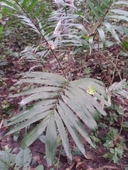 Bactris major
