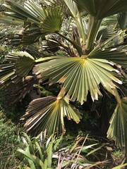 Pritchardia martii