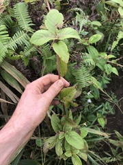 Phyllostegia grandiflora