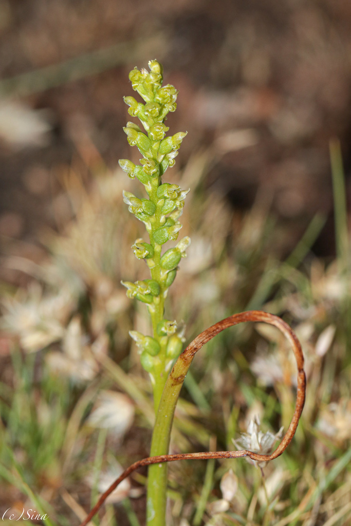 Microtis eremaea