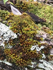 Macromitrium piliferum