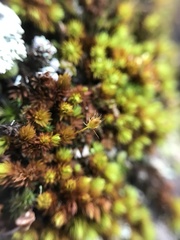 Macromitrium piliferum