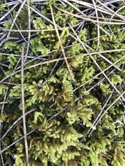Hypnum plumaeforme