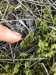 Hypnum plumaeforme
