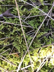 Hypnum plumaeforme