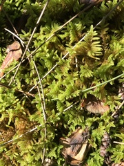 Hypnum plumaeforme