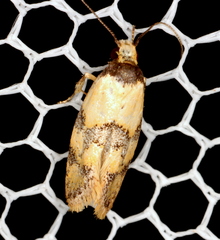 Euphiltra celeteria
